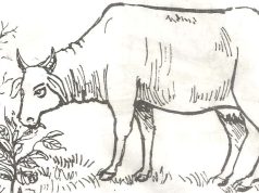 The Cow | The Cow Essay | Essay on Cow The Cow The Cow Essay Essay on Cow
