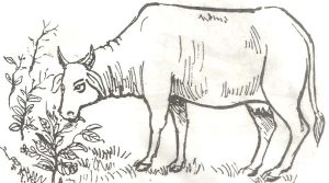 The Cow  The Cow Essay  Essay on Cow