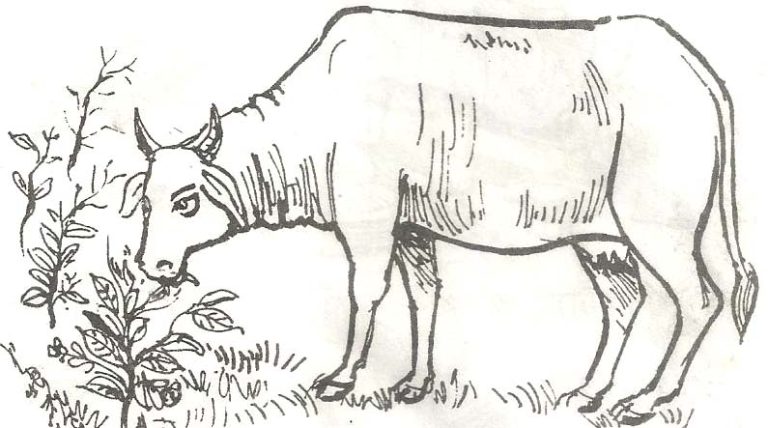 The Cow | The Cow Essay | Essay on Cow
