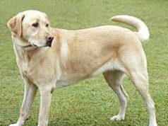 The Dog | The Dog Essay | Essay on Dog The Dog The Dog Essay Essay on Dog