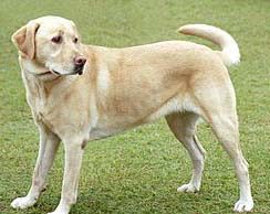 The Dog | The Dog Essay | Essay on Dog The Dog The Dog Essay Essay on Dog