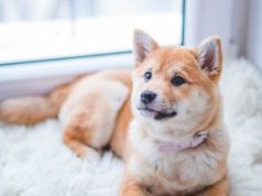 কুকুৰ | Dog Essay in Assamese কুকুৰ Dog Essay in Assamese