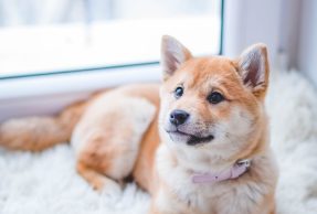 কুকুৰ | Dog Essay in Assamese কুকুৰ Dog Essay in Assamese