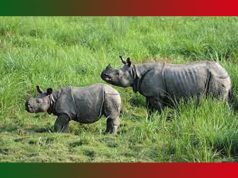 Kaziranga National Park-An Essay Kaziranga National Park-An Essay