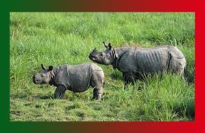 Kaziranga National Park-An Essay Kaziranga National Park-An Essay