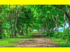 Natural Beauty of Assam Natural Beauty of Assam