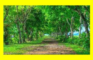 Natural Beauty of Assam Natural Beauty of Assam