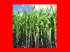 Sugar-Cane: A Sweet Treasure Sugar-Cane A Sweet Treasure