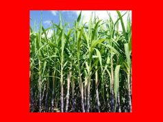 Sugar-Cane: A Sweet Treasure Sugar-Cane A Sweet Treasure