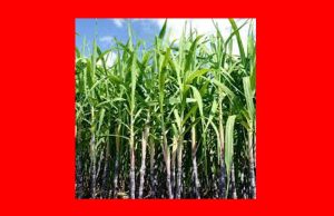 Sugar-Cane: A Sweet Treasure Sugar-Cane A Sweet Treasure