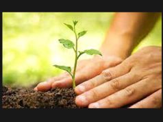 Tree Plantation-Essay Tree Plantation-Essay
