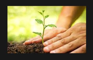 Tree Plantation-Essay Tree Plantation-Essay
